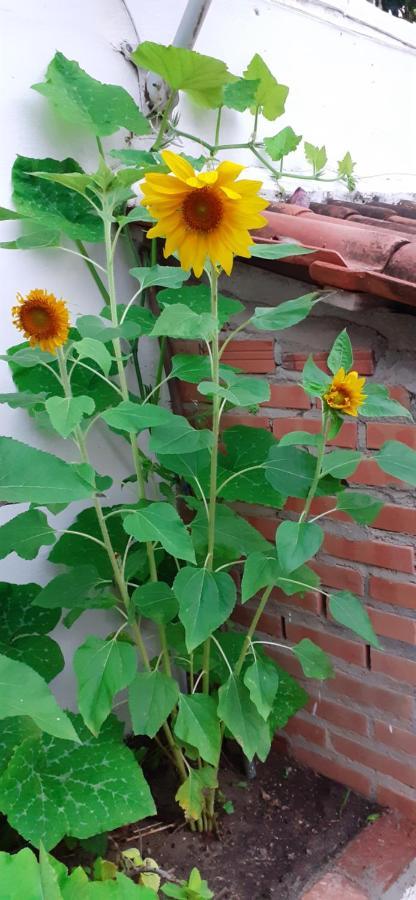 Paraiso Tom Do Mar 2 Homestay Arraial do Cabo
